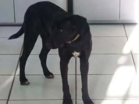 Cachorro ra a  idade 2 anos nome Preta