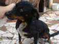 Negrinha