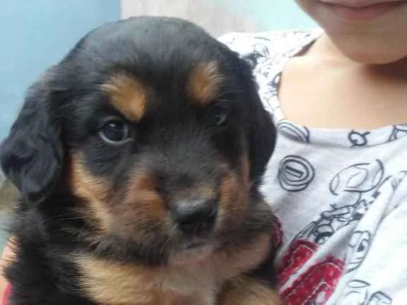 Cachorro ra a Jack Russel terrie idade Abaixo de 2 meses nome Sem nome