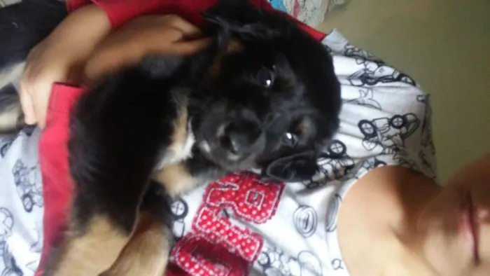 Cachorro ra a Jack Russel terrie idade Abaixo de 2 meses nome Sem nome
