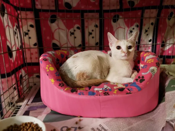 Gato ra a Srd idade 7 a 11 meses nome Greta