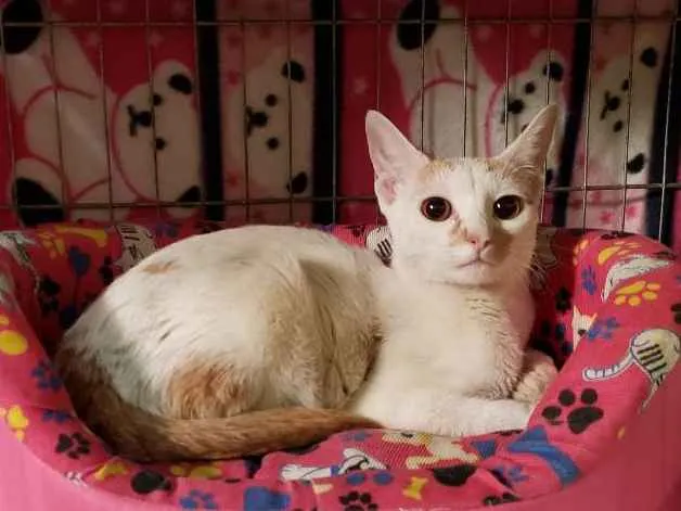 Gato ra a Srd idade 7 a 11 meses nome Greta