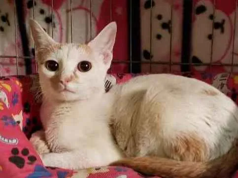 Gato ra a Srd idade 7 a 11 meses nome Greta