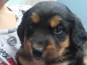 Cachorro raça Jack Russel terrie idade Abaixo de 2 meses nome Sem nome