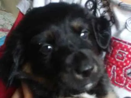 Cachorro ra a Jack Russel terrie idade Abaixo de 2 meses nome Sem nome