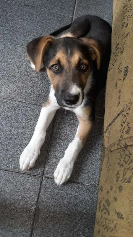 Cachorro ra a sem raça idade  nome Meg e Pipoca 