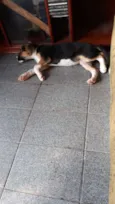 Meg e Pipoca 
