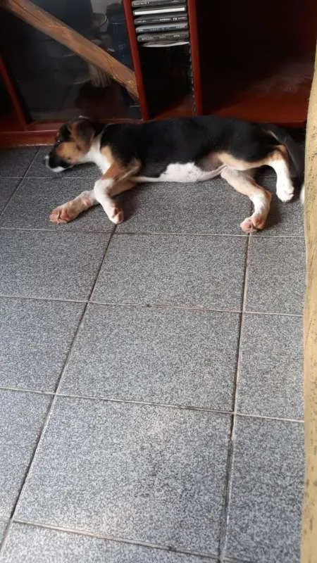 Cachorro ra a sem raça idade  nome Meg e Pipoca 