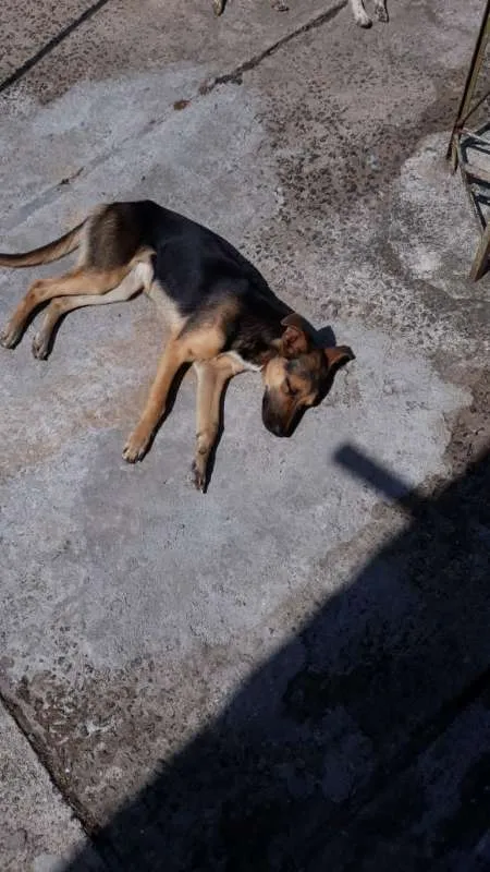 Cachorro ra a sem raça idade  nome Meg e Pipoca 