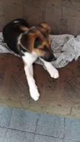 Meg e Pipoca 