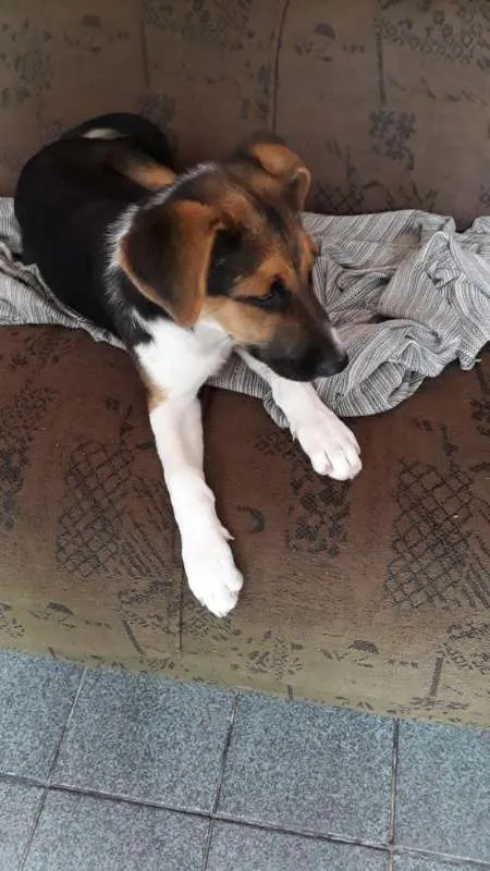 Cachorro ra a sem raça idade  nome Meg e Pipoca 