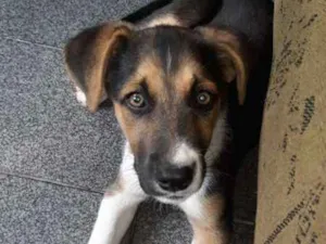 Cachorro raça sem raça idade  nome Meg e Pipoca 