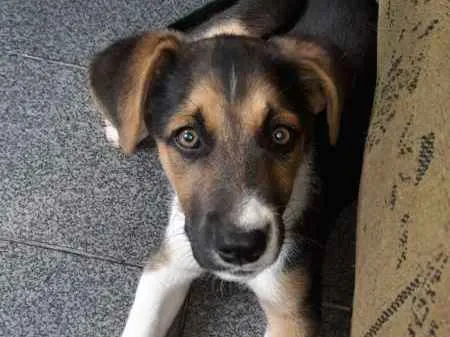 Cachorro ra a sem raça idade  nome Meg e Pipoca 