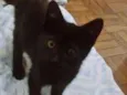 neguinho