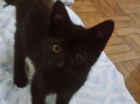 Gato ra a vira lata idade 2 a 6 meses nome neguinho