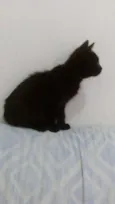 neguinho
