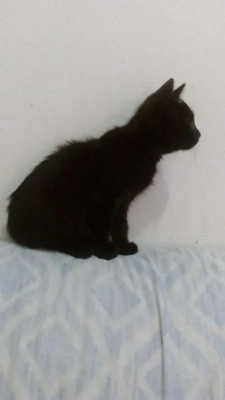 Gato ra a vira lata idade 2 a 6 meses nome neguinho