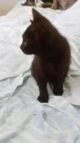 neguinho