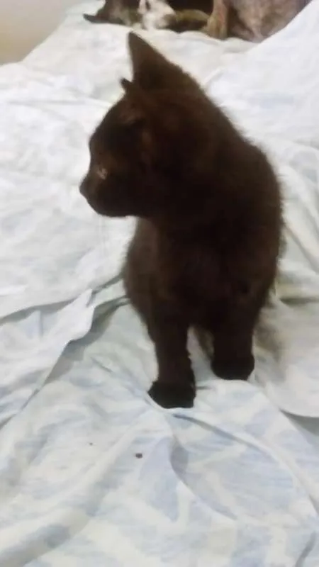Gato ra a vira lata idade 2 a 6 meses nome neguinho