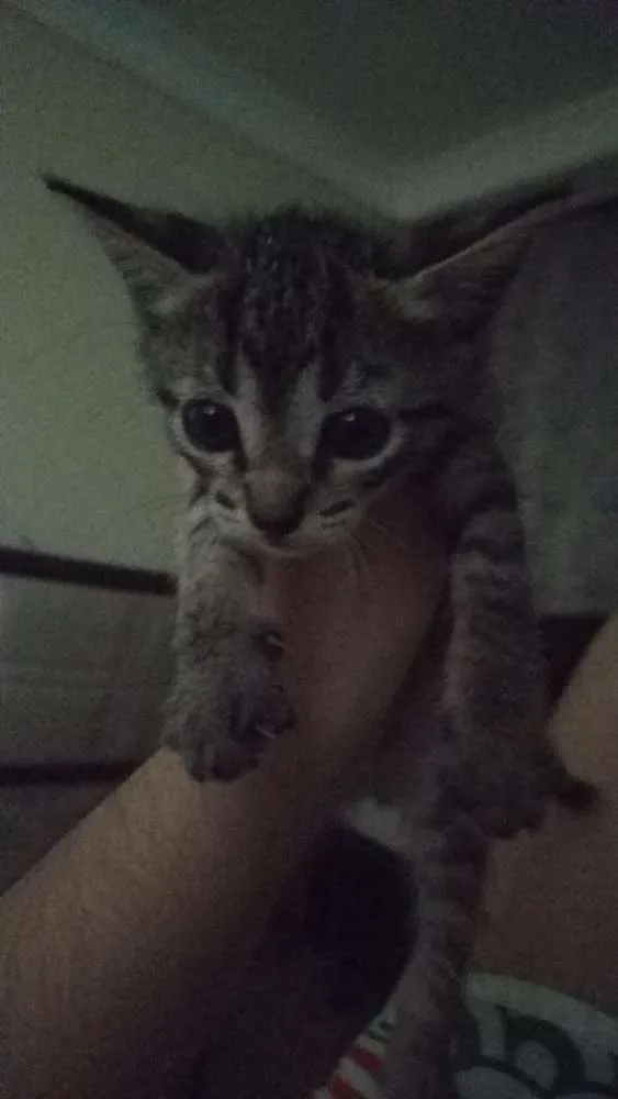 Gato raça Vira-lata idade Abaixo de 2 meses nome Sem nome