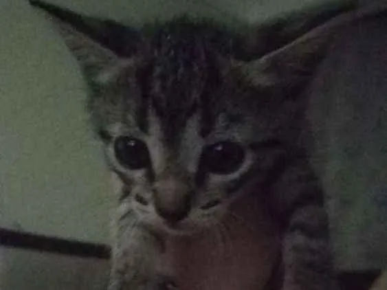 Gato raça Vira-lata idade Abaixo de 2 meses nome Sem nome