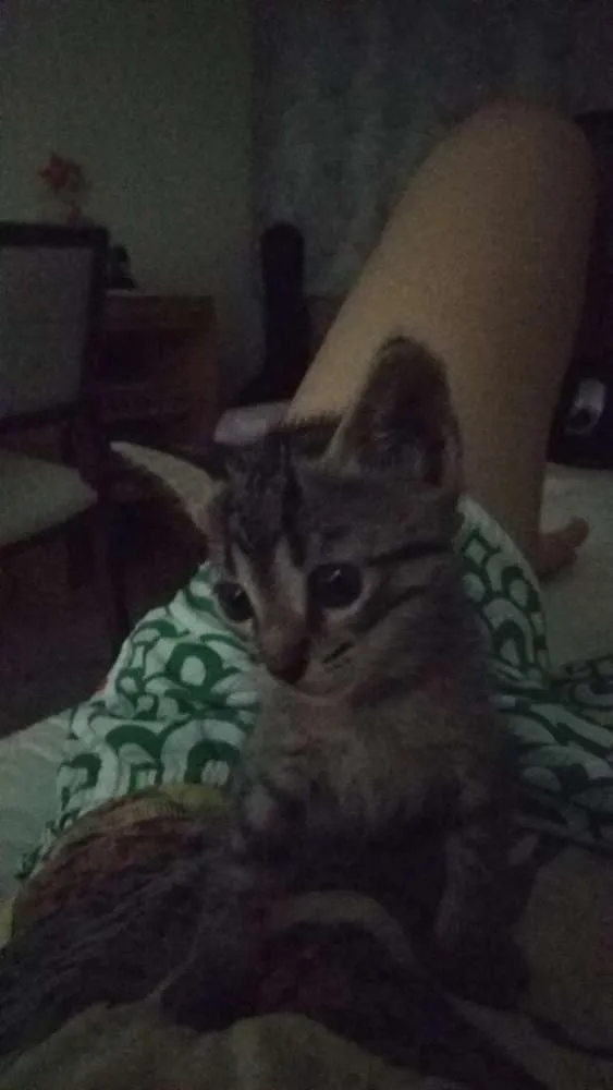 Gato raça Vira-lata idade Abaixo de 2 meses nome Sem nome
