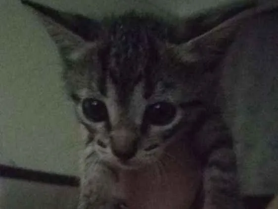 Gato raça Vira-lata idade Abaixo de 2 meses nome Sem nome