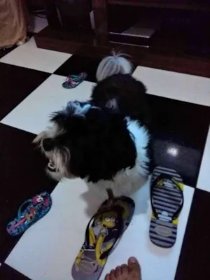 Cachorro raça Vira lata idade 1 ano nome Gohan
