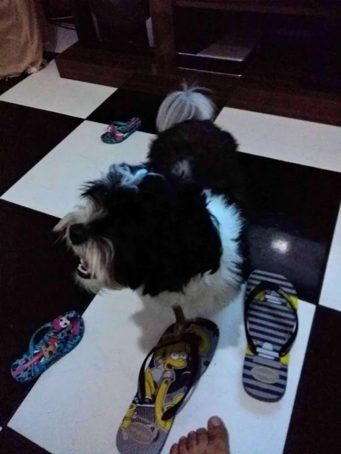 Cachorro ra a Vira lata idade 1 ano nome Gohan