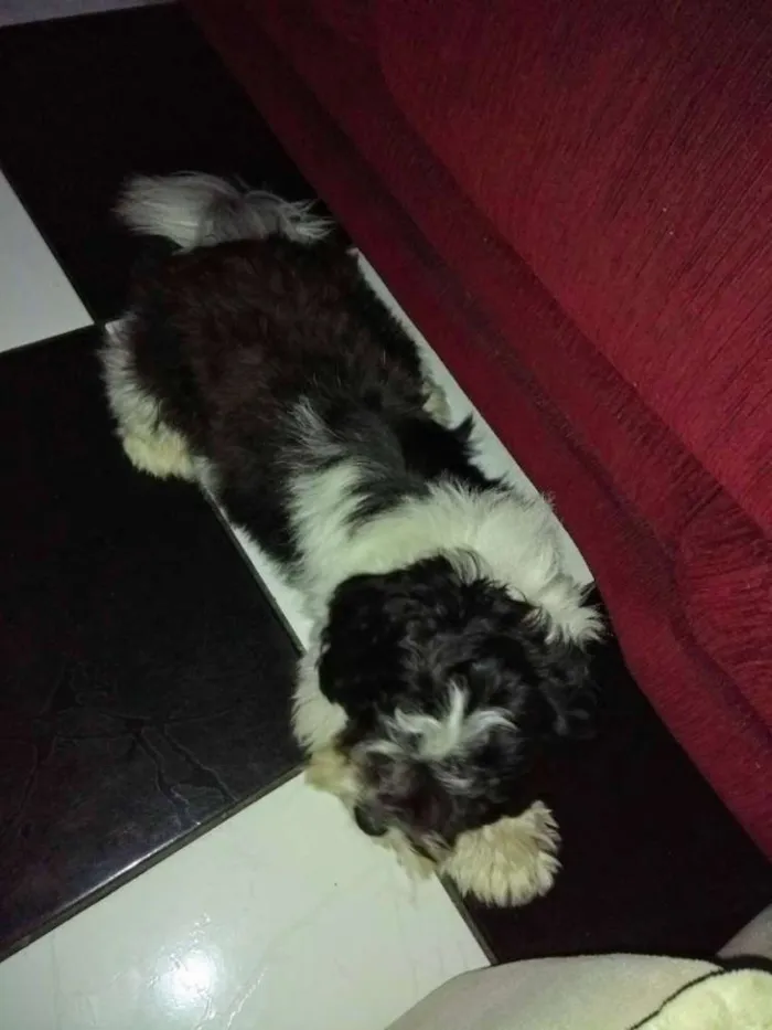 Cachorro ra a Vira lata idade 1 ano nome Gohan