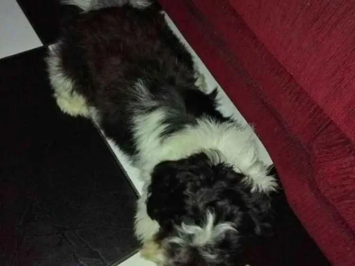 Cachorro ra a Vira lata idade 1 ano nome Gohan