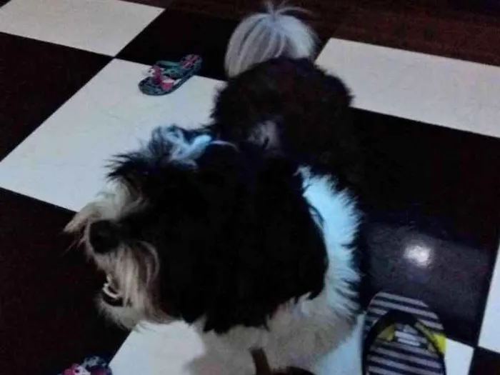 Cachorro ra a Vira lata idade 1 ano nome Gohan