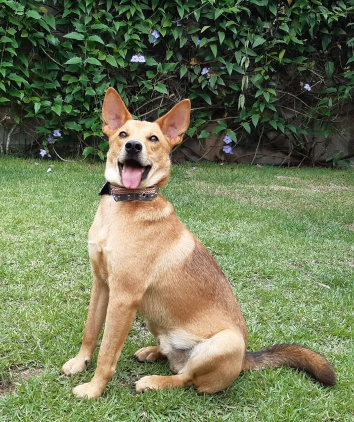 Cachorro raça SRD  idade 1 ano nome Lobinho