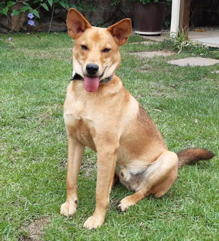 Cachorro raça SRD  idade 1 ano nome Lobinho
