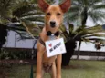 Lobinho