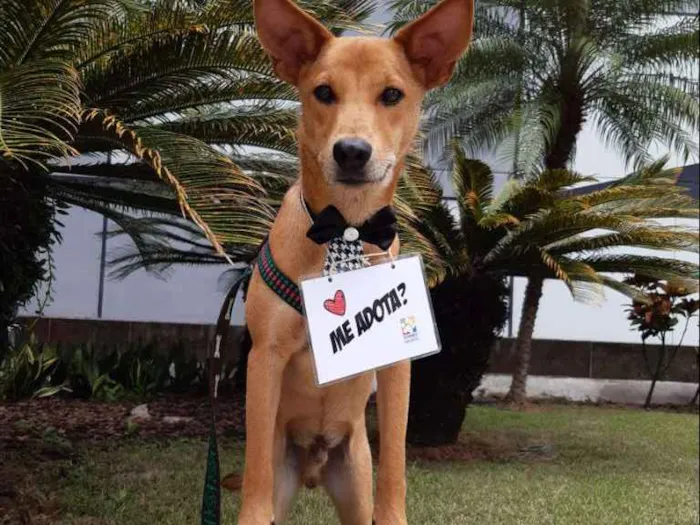 Cachorro raça SRD  idade 1 ano nome Lobinho