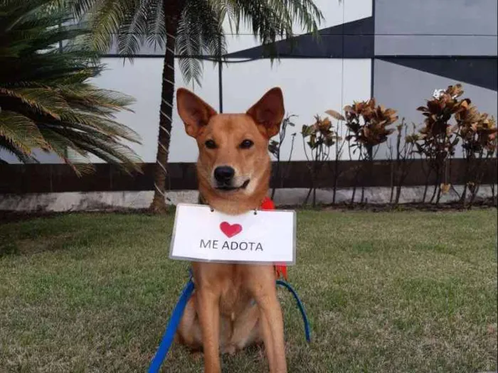 Cachorro raça SRD  idade 1 ano nome Lobinho