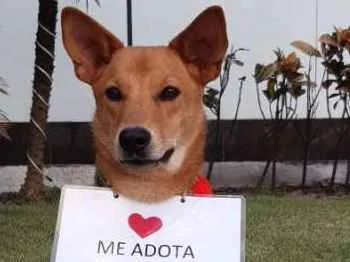 Cachorro raça SRD  idade 1 ano nome Lobinho