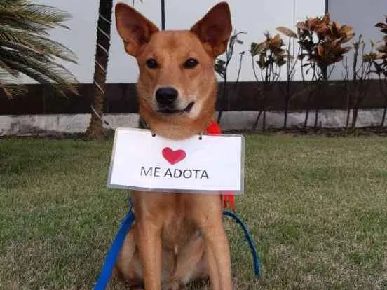 Cachorro raça SRD  idade 1 ano nome Lobinho