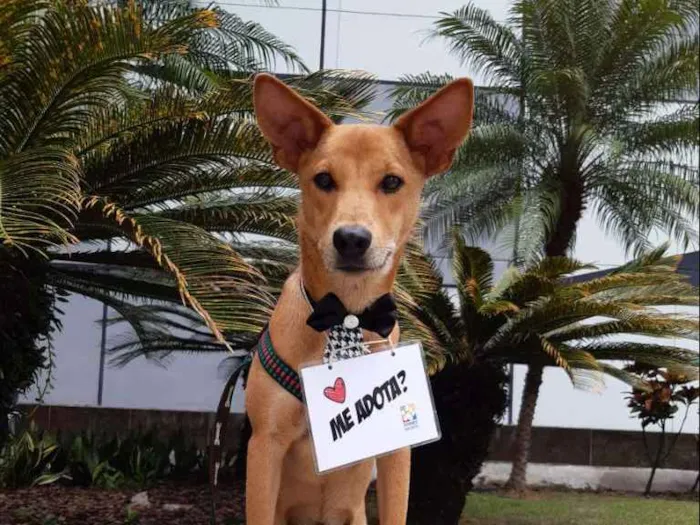 Cachorro raça SRD  idade 1 ano nome Lobinho