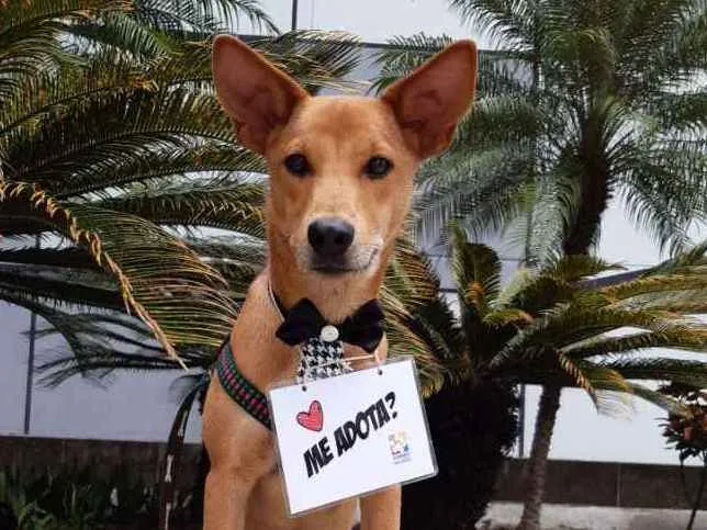 Cachorro raça SRD  idade 1 ano nome Lobinho