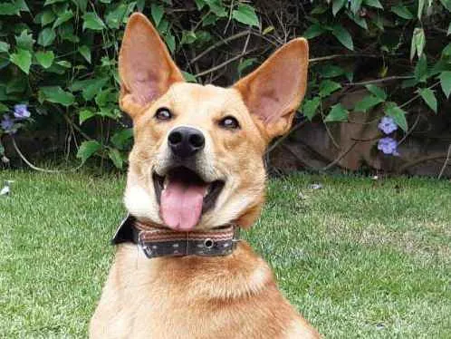 Cachorro raça SRD  idade 1 ano nome Lobinho