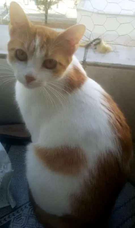 Gato ra a SRD idade 2 a 6 meses nome AMALIA LARANJA