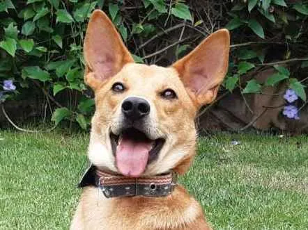 Cachorro raça SRD  idade 1 ano nome Lobinho