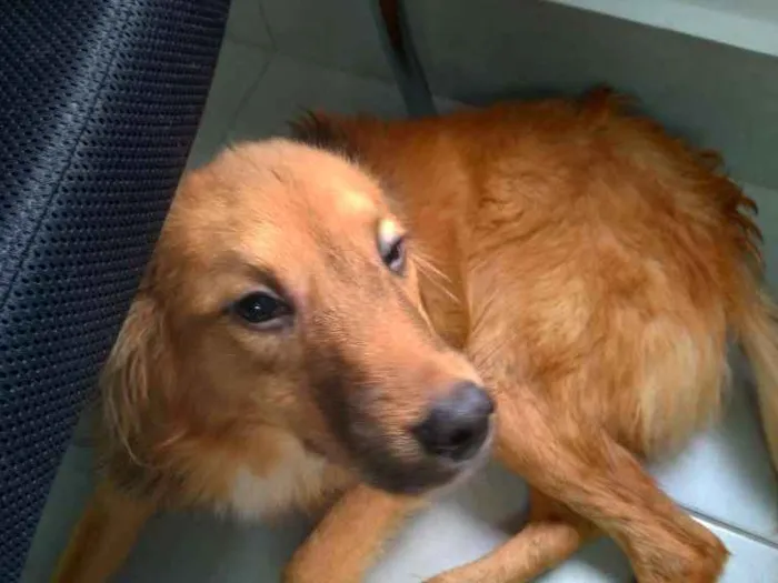 Cachorro ra a SRD idade 7 a 11 meses nome Lully