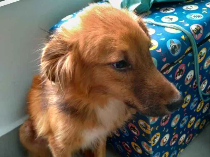 Cachorro ra a SRD idade 7 a 11 meses nome Lully