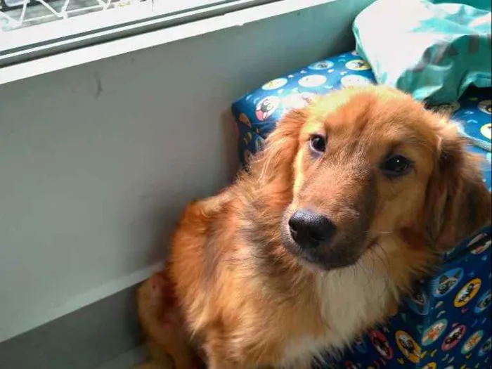 Cachorro ra a SRD idade 7 a 11 meses nome Lully