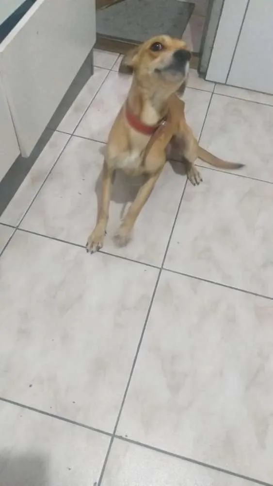 Cachorro ra a Vira latas idade 2 anos nome Pulguinha