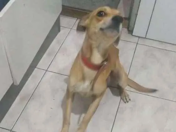 Cachorro ra a Vira latas idade 2 anos nome Pulguinha