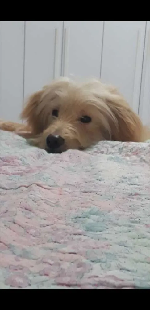 Cachorro ra a Viralata idade 1 ano nome Theo